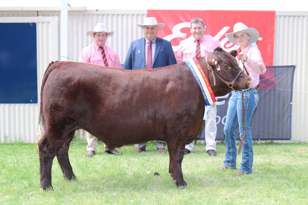 The Smith familys own bred 524kg Sussex steer that was judged champion extra heavyweight held by Ella Smith, Albany and with Pearce Watling, (left), Elders Donnybrook, judge Brendan Scheiwe (left) and Tim Spicer, Elders stud stock manager.