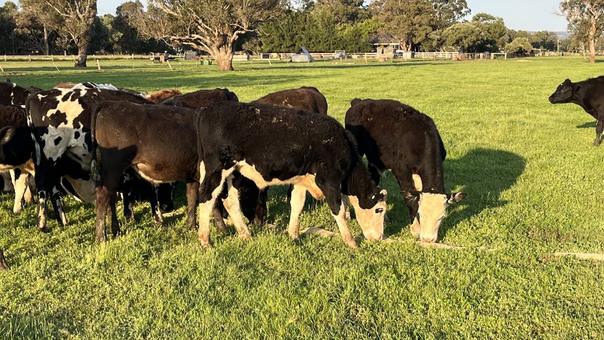 Regular vendor the Panetta family, CA Panetta, Harvey, will again offer numbers when it presents 38 Friesian steers, 20 Murray Grey-Friesian steers, 15 Hereford-Friesian steers and five Angus Friesian-steers, which are all 6-8 months old, in the Friday, October 20 sale.