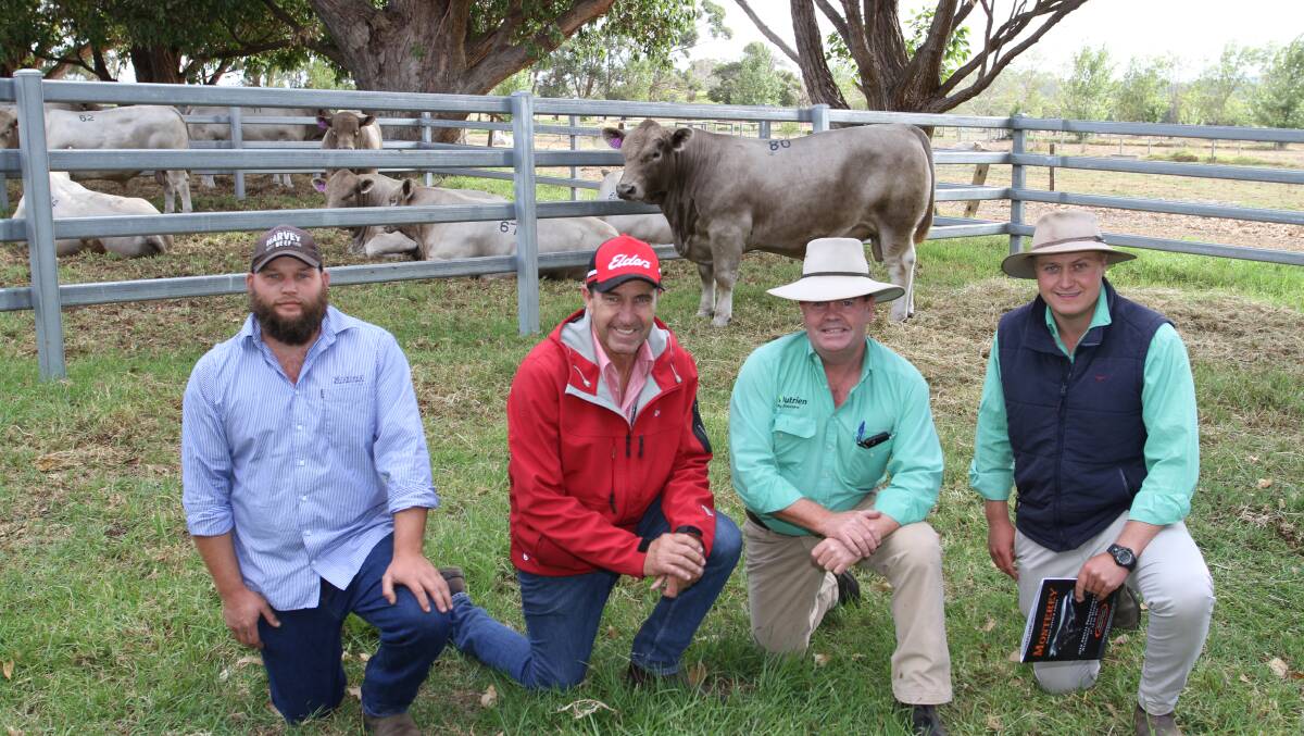 p The top price for a Murray Grey bull this season was $25,000 for this bull Monterey Rainmaker R159 when it sold at the Monterey Murray Grey and Angus on-property sale at Karridale in March. With the bull were Monterey stud's Scott River property manager Morgan Gilmour (left), Elders Margaret River agent Alec Williams, Nutrien Livestock, Boyup Brook agent Jamie Abbs and Laurence Grant, Nutrien Livestock, Manjimup, who operated on AuctionsPlus at the sale. The bull was purchased by Darren Koopman, Bottlesford Murray Grey and Angus studs, Tungkillo, South Australia, on AuctionsPlus. It was also the highest price achieved for a British breed bull outside the Angus breed this season.