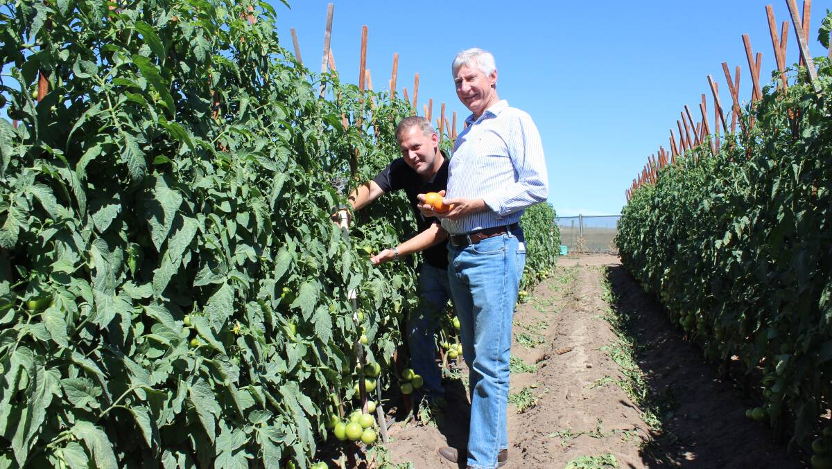 Jason Marais (left), Odeum Farms' national category and farms manager and new chairman David Lock inspecting tomatoes on a Carabooda farm owned by Tan and Koh Nguyen who are partnering with Odeum Farms.