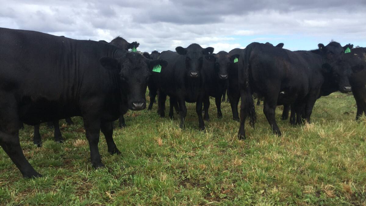 Coastal Plains, Youngs Siding, has nominated a line of 30 Angus, which are PTIC to a Shannalea Limousin sire.
