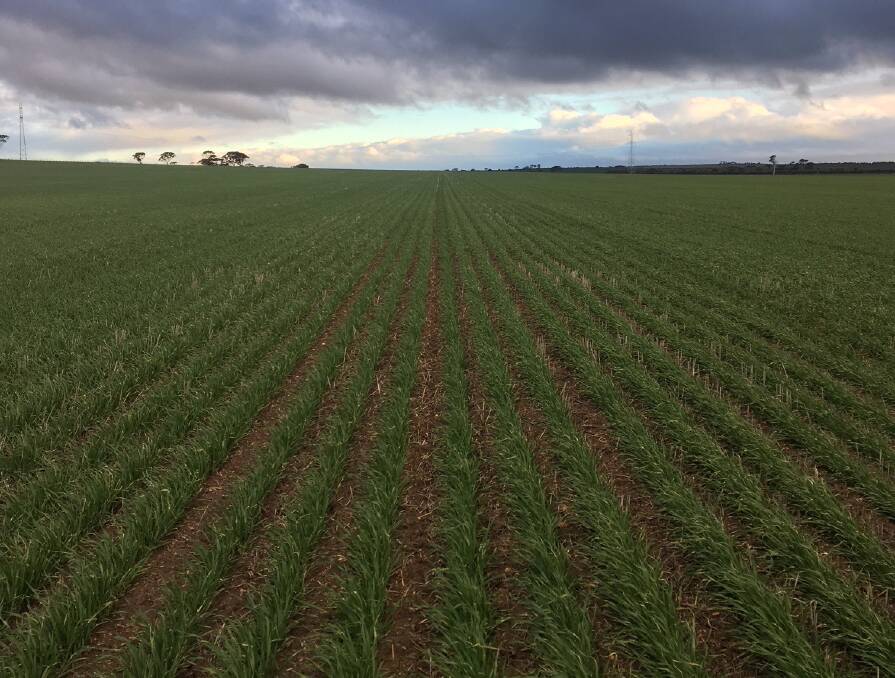Crop germinations on the West's Kulin property this season were some of the best they had ever seen, thanks to the use of Auto-Pack variable pressure packing with their Morris sowing rig.