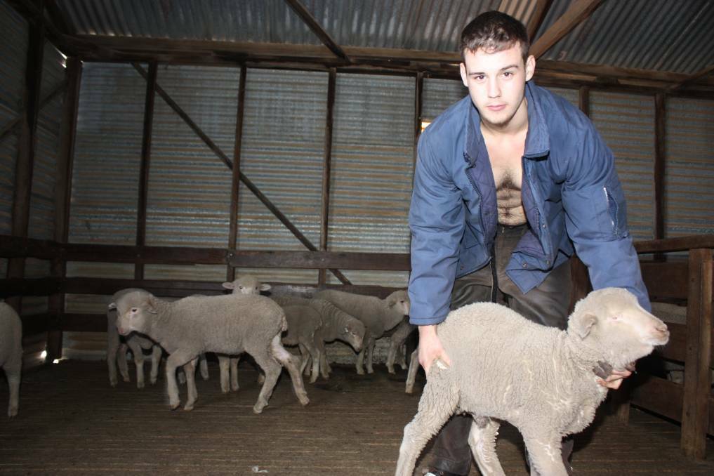 Bruce Rock shearer Ethan Harder will tackle the world eight-hour Merino ewe shearing record on Saturday, but shearing bigger sheep than the ones pictured.