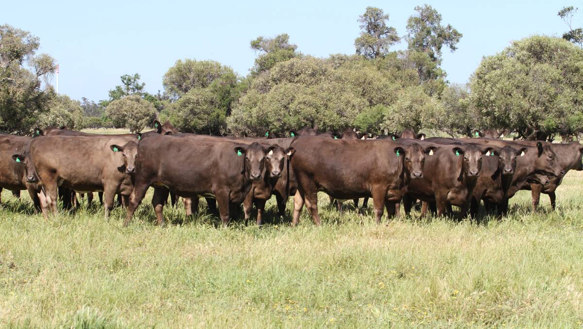  Some of the Murray Grey-Friesian heifers that form part of the largest individual consignment of heifers to be offered by original sale vendors Michael and Loretta Roberts and family, KS & EN Roberts & Son, Elgin, at this year's Elders Springing Heifer Sale on Friday, December 11, 2020, commencing at 11.30am. The Roberts family will offer 205 PTIC first cross heifers consisting of 151 Angus-Friesian heifers, 36 Murray Grey-Friesian heifers and 18 Hereford-Friesian heifers, all synchronised AI or naturally mated to Limousin sires and due to calve from January 20, 2020 for 20 days or from February 10 for three to seven weeks.
