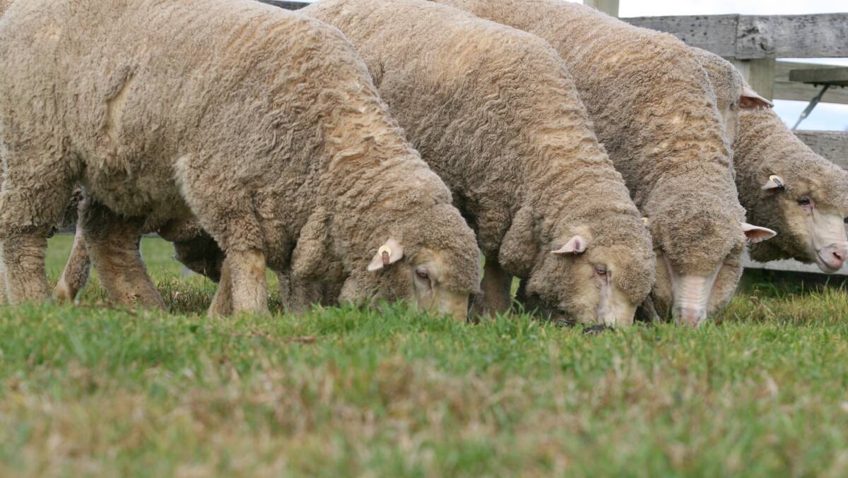 Strong international sheepmeat demand