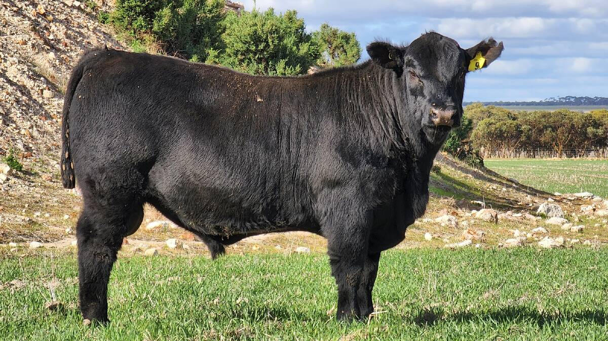 The Mouritz family, Hydillowah Angus, Hyden, will present an annual feature offering of 30 commercial Angus yearling bulls aged 14 to 16 months by top quality Angus sires at the Nutrien Livestock day one June special store cattle sale at Boyanup on Friday, June 3.