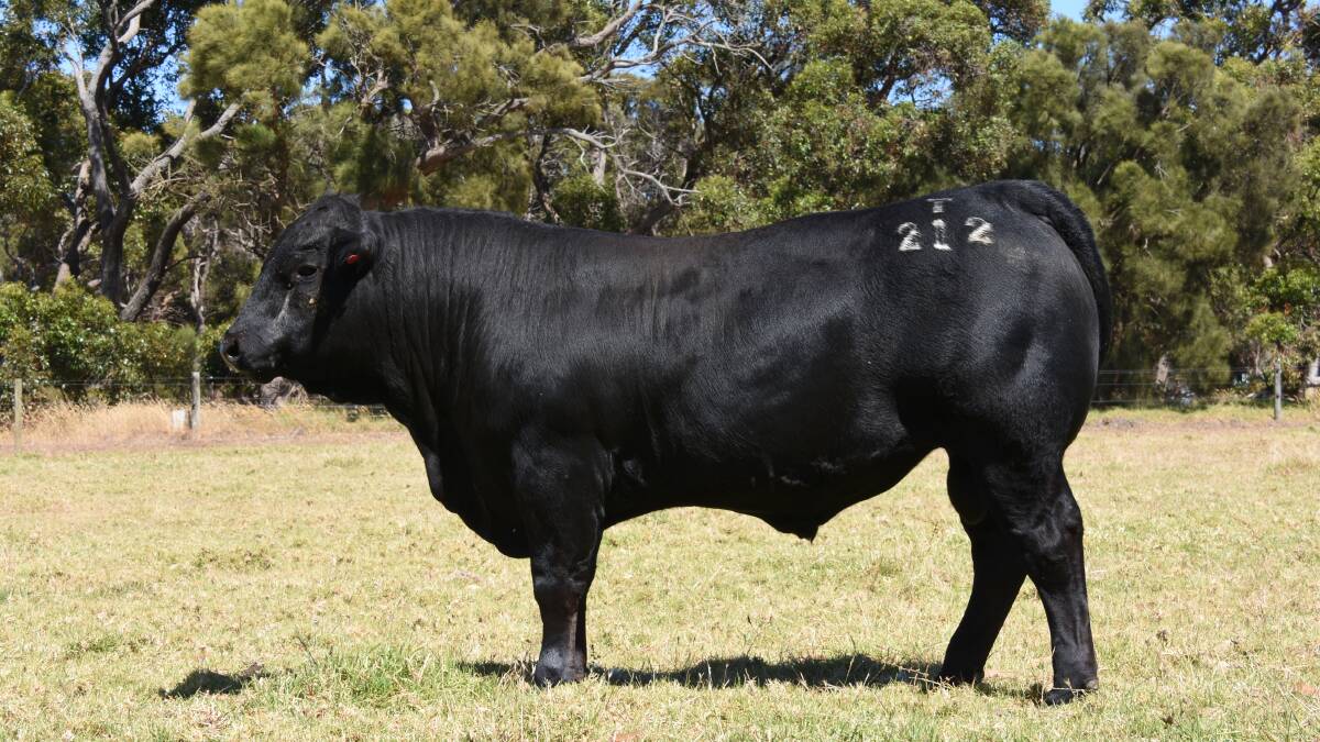 The top in the Limousin run was $5500 for this black Limousin bull, Shannalea Tom Cat T212 from Kevin Beals Shannalea stud, Torbay, when it sold to Pirates Trust, Albany. All up Shannalea offered five sires and sold three at an average of $5167.