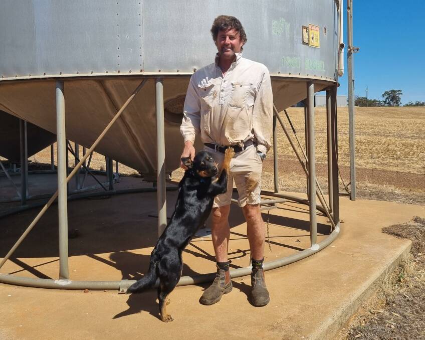 Badgingarra grower John Scotney, with sidekick Titch, was impressed with new powdery mildew resistant Brumby wheat in his first year of bulking it up. 