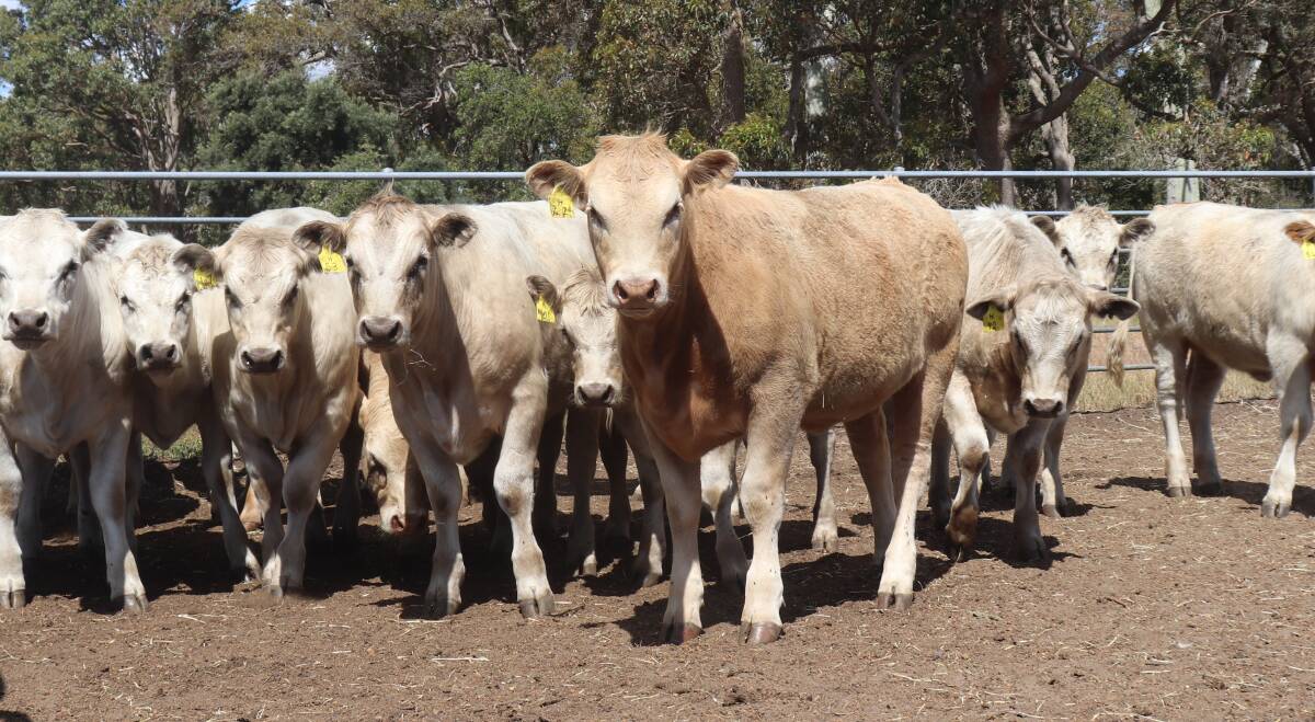 Some of Mr Huttons heifer and steers weaners offered at the Charolais feature WALSA Boyanup Weaner Sale.