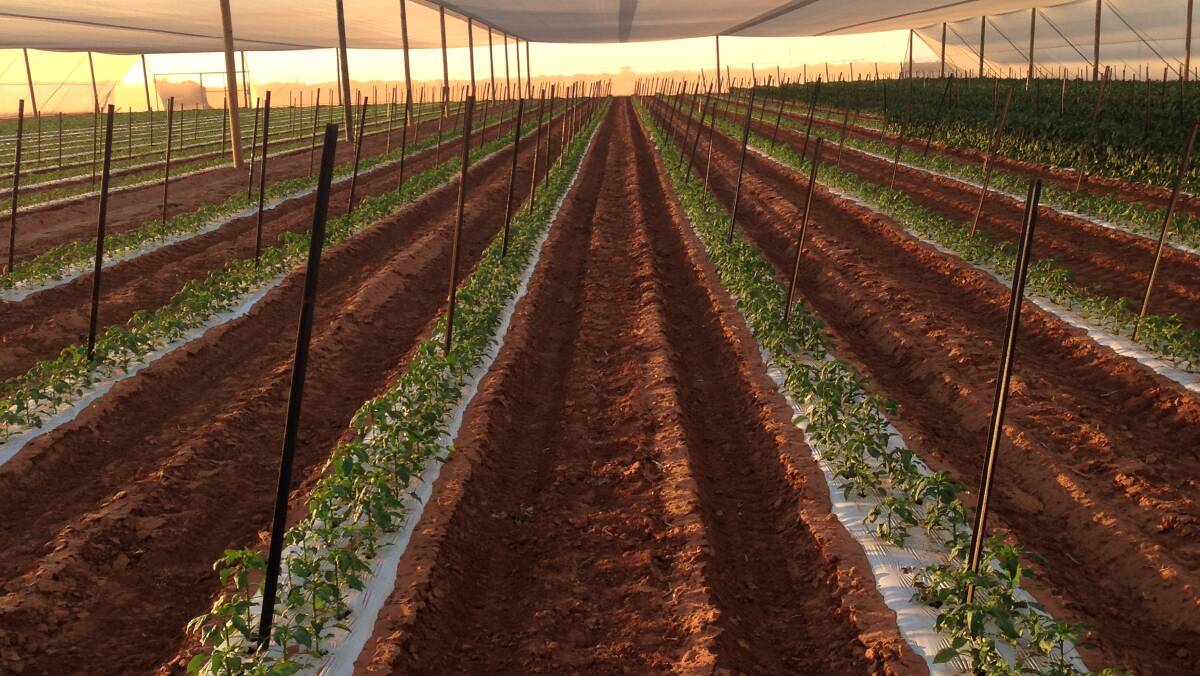 The second round of Horticulture Netting Infrastructure Scheme rebates will soon be available to a wider range of horticulture industries.