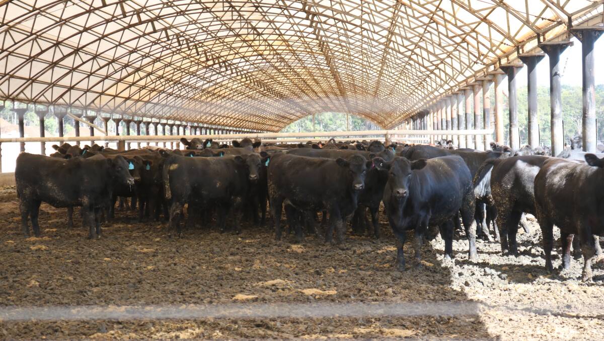 Australian Lot Feeders' Association shade initiative, to be introduced by 2026, headlined the topic of discussion at Better Beef 21. Participants were given a tour of Paradise Beef's shaded 'dome' feedlot.
