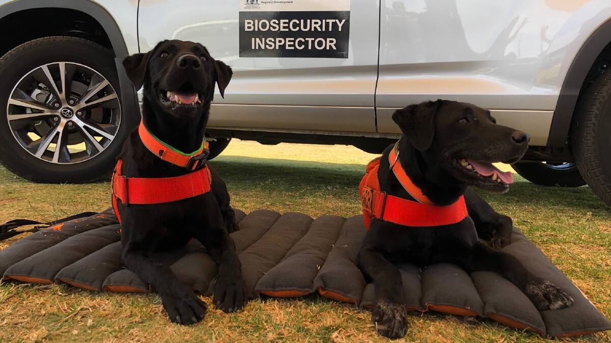 Queensland sniffer dogs Willow and Cola have been brought in to assist efforts to find and destroy Red Imported Fire Ants in the Fremantle quarantine area.