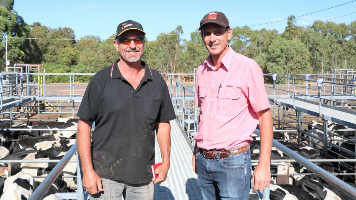 Craig Berryman (left), Carbanup and Elders South West livestock manager Michael Carroll before the sale. Mr Berryman paid up to $1670 for Friesian steers.