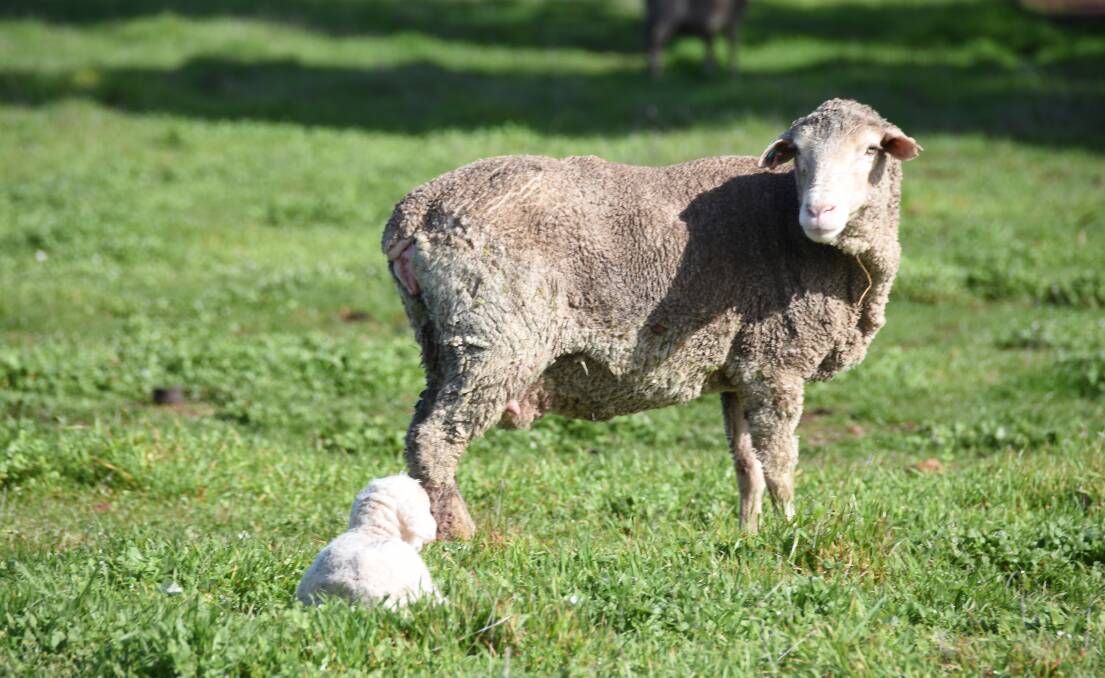 Lamb and mutton from Australia and New Zealand represented more than 70 per cent of internationally traded sheepmeat in 2022.
