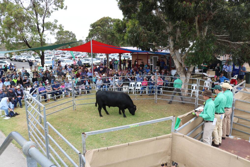 The 2021 Nutrien Livestock Great Southern Blue Ribbon All Breeds Bull Sale at Mt Barker on Tuesday, January 12, will be the first bull sale for the season. On offer will be 52 bulls representing four breeds from seven vendors.