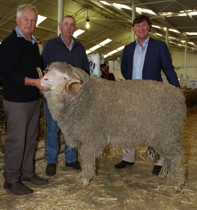 This four-tooth Merino ram from the Darijon stud, Narrogin, sold privately for an undisclosed amount to the Eungai and Jaloran studs, Miling. With the ram were ram preparer and Darijon classer Ashley Lock (left), Landmark Narrogin, Darijon stud principal Richard Chadwick and buyer James McLagan, Eungai and Jaloran studs. Mr McLagan said he first noticed the ram when it powered through the strong wool class at this year' s Wagin Woolorama. "Its a ram's ram and what a Merino ram should look like," he said. "A big masculine Merino ram with great wool quality, the right combination. "It actually has a good personality, structurally it is so good and has great underline and belly wool. "Its travelled well and returned from Bendigo in beautiful order, I was staggered when I saw it."