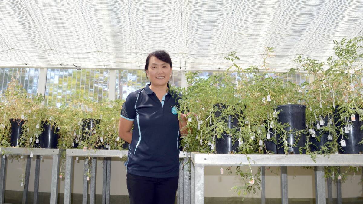 CSIRO research scientist Chao Chen believes the integration of a legume break crop could reduce the cost of fertiliser for WA farmers.