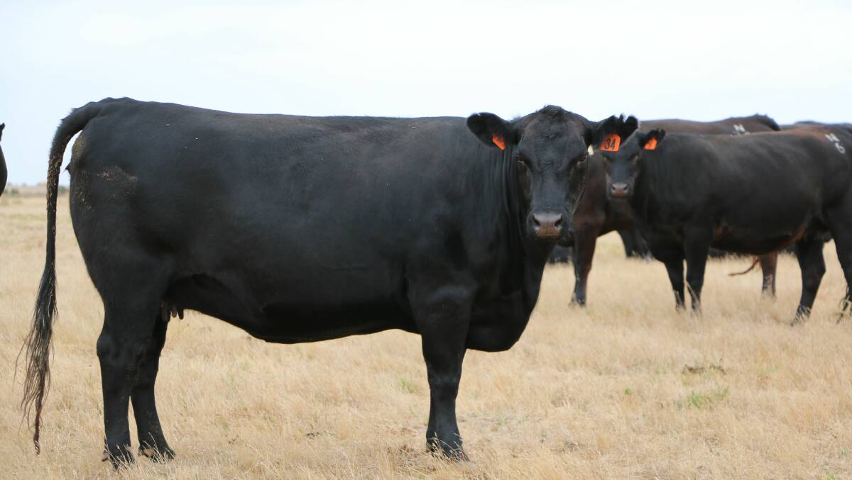 The Lockes have in place strict criteria to maintain the quality of the cattle that they produce, ensuring they achieve their aim of breeding well framed cows that are easy keepers and have good maternal instincts. Pictured is a breeder due to calve in March.