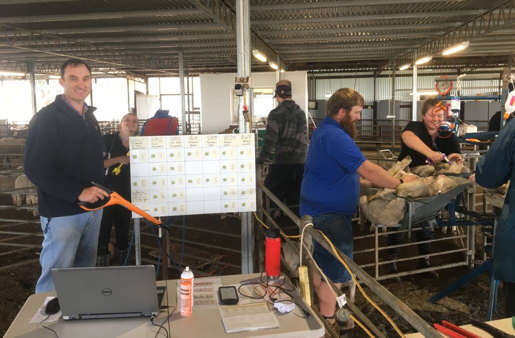DPIRD research scientist John Paul Collins (left) and his colleagues collect lamb measurements at the Katanning Research Facility for Yardstick, which is celebrating its 20th anniversary in WA.