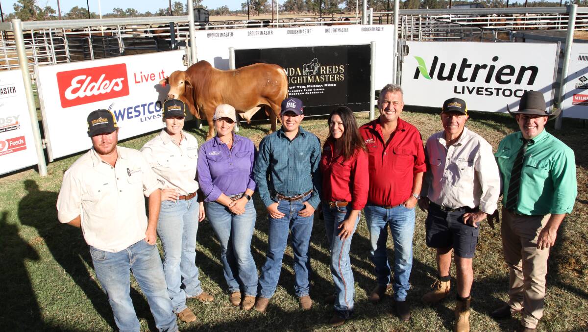 With the seasons $38,000 third top-priced bull and top-priced Bos Indicus bull, Munda Holy Smokes 22-4521 (PP) (by Munda Eight Ball 19-3551), purchased by the High Country Droughtmaster stud, Toogoolawah, Queensland, at the Thompson familys third annual Munda Reds Droughtmaster on-property bull sale at Gingin in April were Munda Reds Glencoe managers Ben (left) and Olivia Wright, Stephanie Laycock, Max Wallis, Katrina Wallis and Paul Laycock, High Country stud, Munda Reds stud principal Mike Thompson and auctioneer Dane Pearce, Nutrien Ag Solutions stud stock, Rockhampton, Queensland.