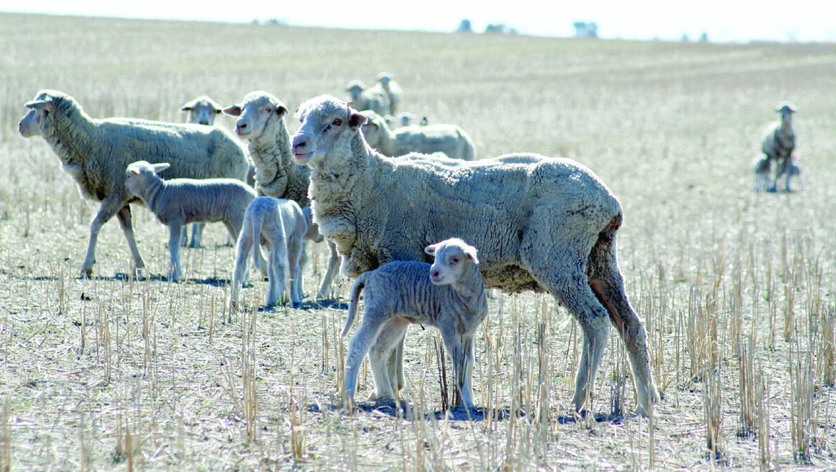 The future of the sheep industry will be discussed at the WMG Sheep Day, next Wednesday, October 14, at Badgingarra.