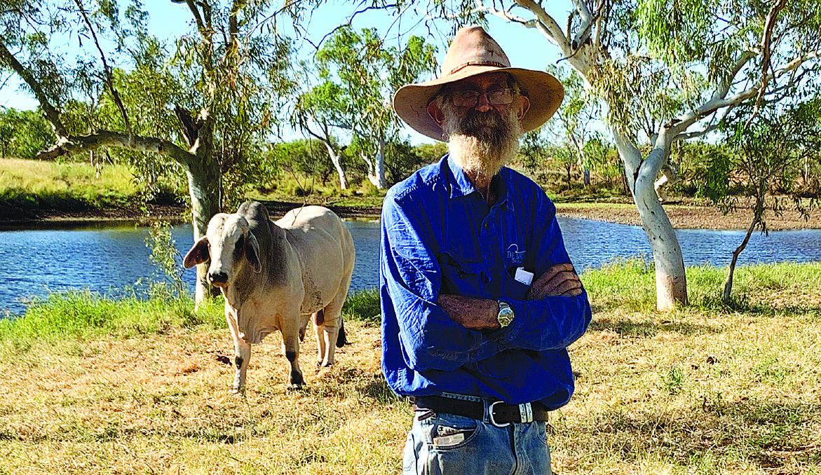 John Bettini at Warambie station, Port Hedland, with one of Bettini Beefs Brahman sires.