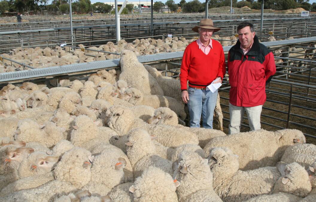 In 2011 the family decided to disperse its breeding flock in the WALSA Katanning June Special Sheep Sale. Back then Elders Kondinin agent Bob Peake (left) and Elders Jerramungup agent David Halleen were pictured with this line of the familys 268 one-year old, August shorn, Rutherglen blood ewes.