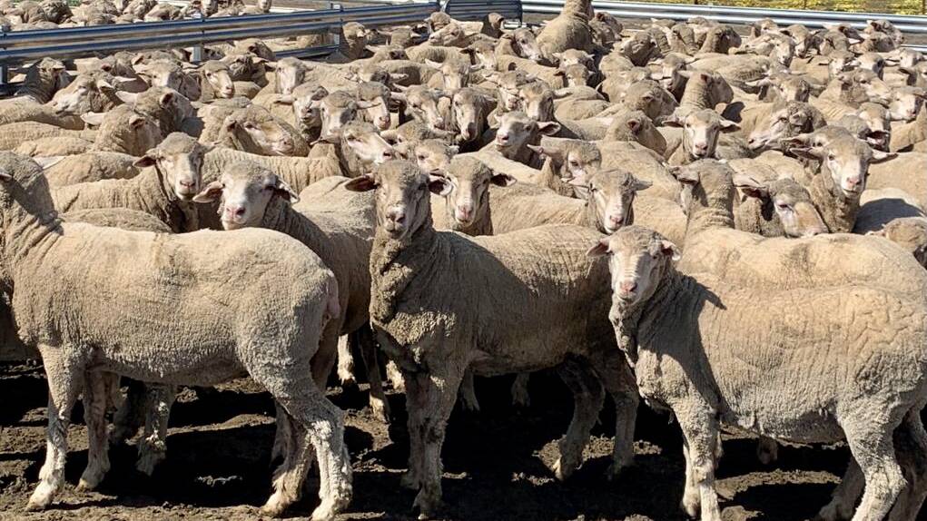 A new vendor in the Corrigin leg of the sale will be the Laycock family, Quairading Service Contractors, with an offering of 380 Claypans blood, 1.5yo ewes.