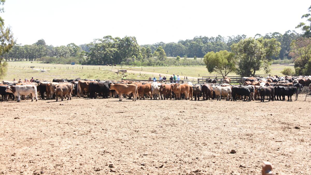 The Harvey Beef Gate 2 Plate Challenge hosted its annual field day last week at the Willyung Farms feedlot at Albany where the cattle are being fed. This year there are 53 teams entered in the challenge and there was time during the field day for entrants to inspect their cattle.