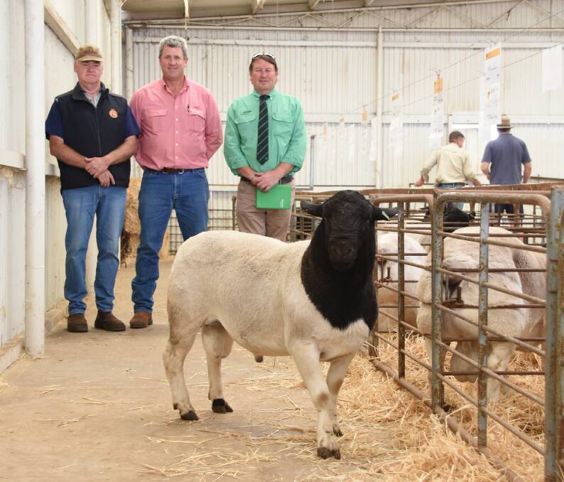 This Dorper ram topped the Kaya Dorper and White Dorper Production Sale at Narrogin last week when it sold for $5400 to the Loots family, Prieska stud, Peak Hill, New South Wales. With the ram were Kaya principal Adrian Veitch (left), Elders Narrogin agent Paul Keppel and Nutrien Livestock Breeding representative Roy Addis who purchased the ram for the Loots family.