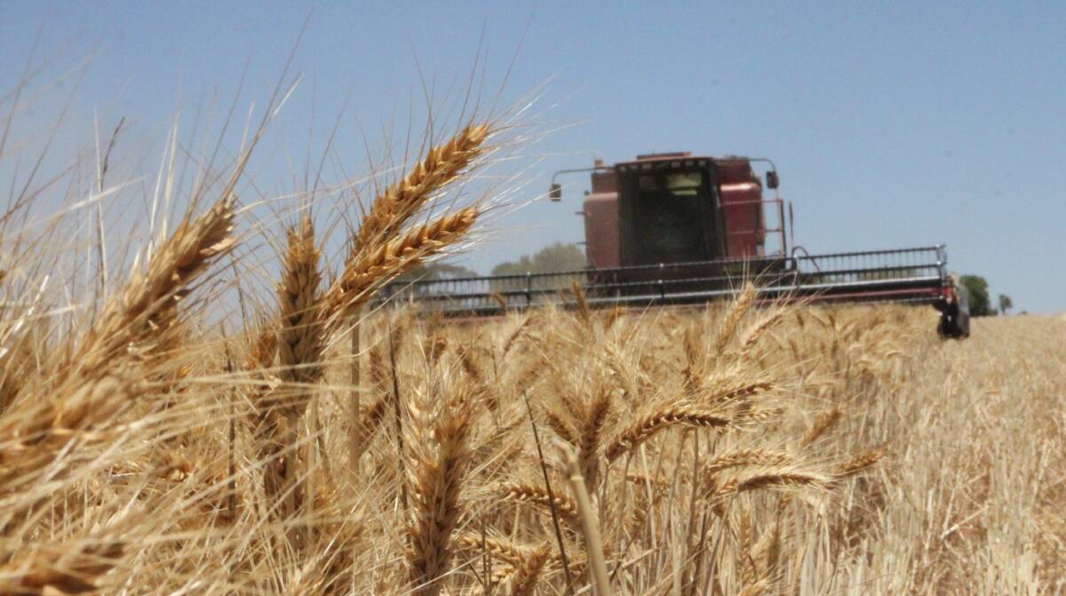 Global wheat production jumping hurdles