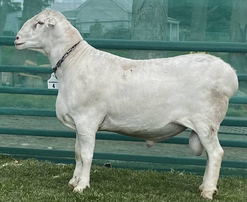 The 160 kilogram Regent P738 sold privately for $60,000 by Garnett SheepMasters to Danny and Demi Teskerra, Roslynmead West Sheep studs, Echuca, Victoria.
