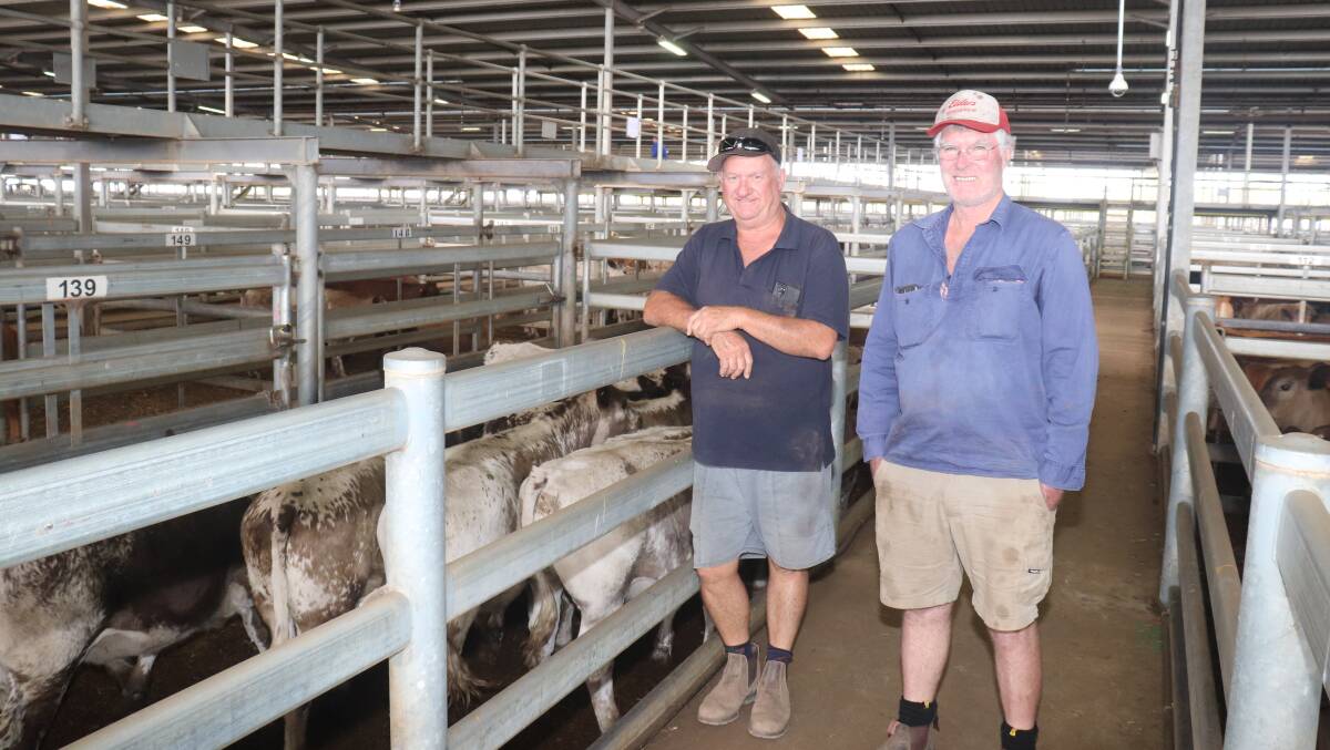 Vendor Kim Halbert (left), KHH Farming, Gidgegannup, with Weston Gill, also from Gidgegannup, looked over the pen of Mr Halberts 27 Speckle Park steers in pen 139 which made $1440 and 444c/kg in the sale.