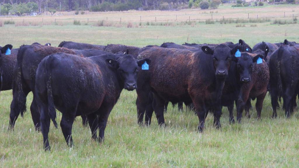 BJ & SW Driscoll, Napier, will offer 40 Angus steer calves in the sale. These calves will be weaned and accredited under the Elders Feeder Ready Program.