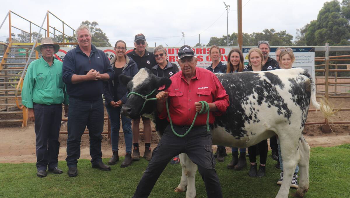 The Shorthorn-Friesian charity heifer, Clementine 14, due to calve in February 2023 offered by the Daubney Family, Bannister Downs Dairy, Northcliffe, prepared by Peter and Judy Milton sold to $6500 to the Haddon family, NL & E Haddon, Sabina River, with all of the sales proceeds donated to the Black Dog Ride. Pictured with the heifer held by Mr Milton is Nutrien Livestock South West livestock manager Mark McKay (left), Mat Daubney, Bannister Downs Dairy, Sue Mildwater with her parents (buyers) Neville and Elaine Haddon, Kellie Howard, Bella Nesbit, Dana Collins, Bannister Downs Dairy, Black Dog Ride charity general manager Lawson Dixon, Nicole Baranski and (obscured) Charli Parker, Bannister Downs Dairy.