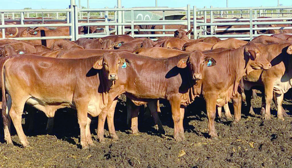 Mundabullangana station, Port Hedland, will offer 436 Droughtmaster weaner heifers at the Nutrien Livestock store cattle sale at the Muchea Livestock Centre on Friday, July 23, commencing at 10am. The well-bred and handled mainly polled heifers average about 255kg, have received a range of treatments and have been yard weaned for 14 days.