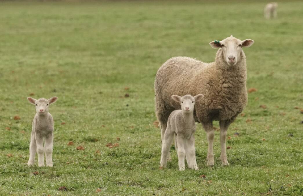 A Mount Ronan Maternal blood cross ewe with lambs at foot.