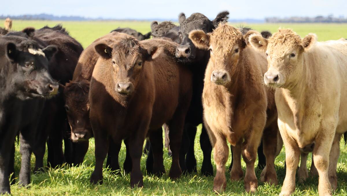 Grassfed cattle at David and Sally Cox's, Waterhatch Farms property. Stock are bought in from saleyards in December to January and about 1000 head are supplied to Coles, with no hormones at a 290 kilogram target carcase weight.