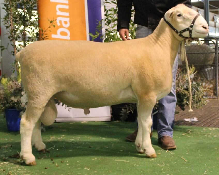 Ulandi Park 137-17 is the new stud sire at Tipparary Poll Dorset stud, Walkaway, after the Levett family paid $25,000 for the ram following private negotiations with South Australian-based Ulandi Park Poll Dorset stud, Marrabel.