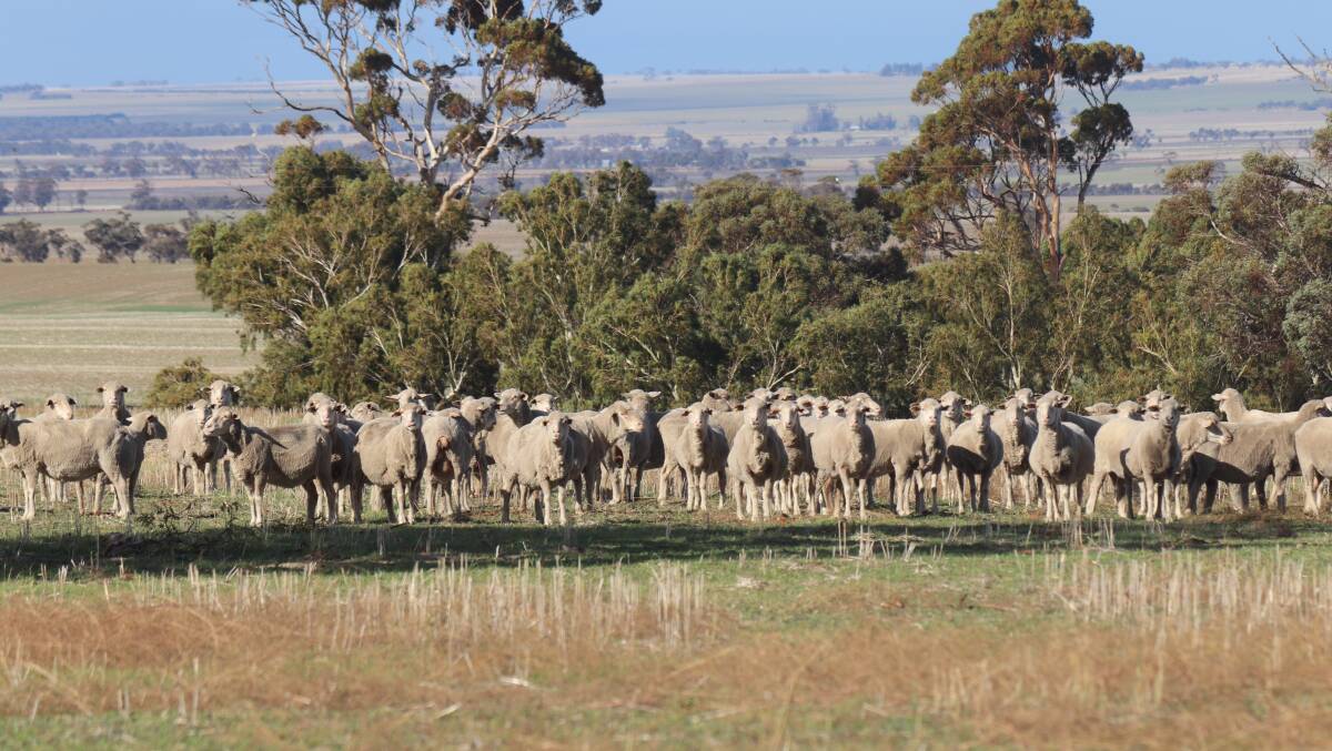 Last year the Hudsons mated 1800 ewes and when they scanned them 1700 were pregnant.