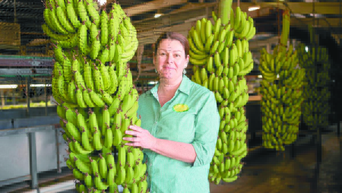 Doriana Mangili, manager of the Sweeter Banana Co-operative (SBC), is so passionate about bananas that some might say 'she's bananas about bananas'. Ms Mangili has been a long time champion of Carnarvon-grown bananas, trying to educate consumers and retailers about how they are grown and what makes Carnarvon bananas so special. Photo: Anton Blume.