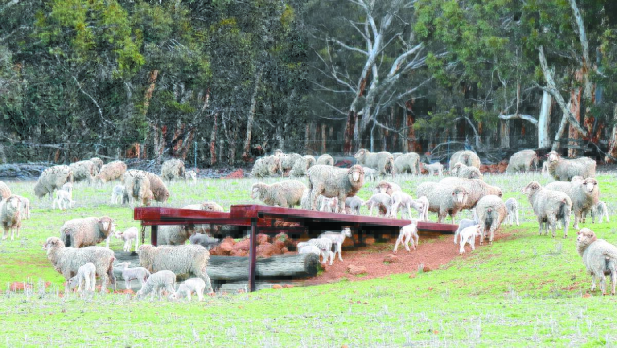 The ewes are joined to Merino rams from the first week of January for five to six weeks to sires from the Rangeview stud, Darkan, for a June lambing.