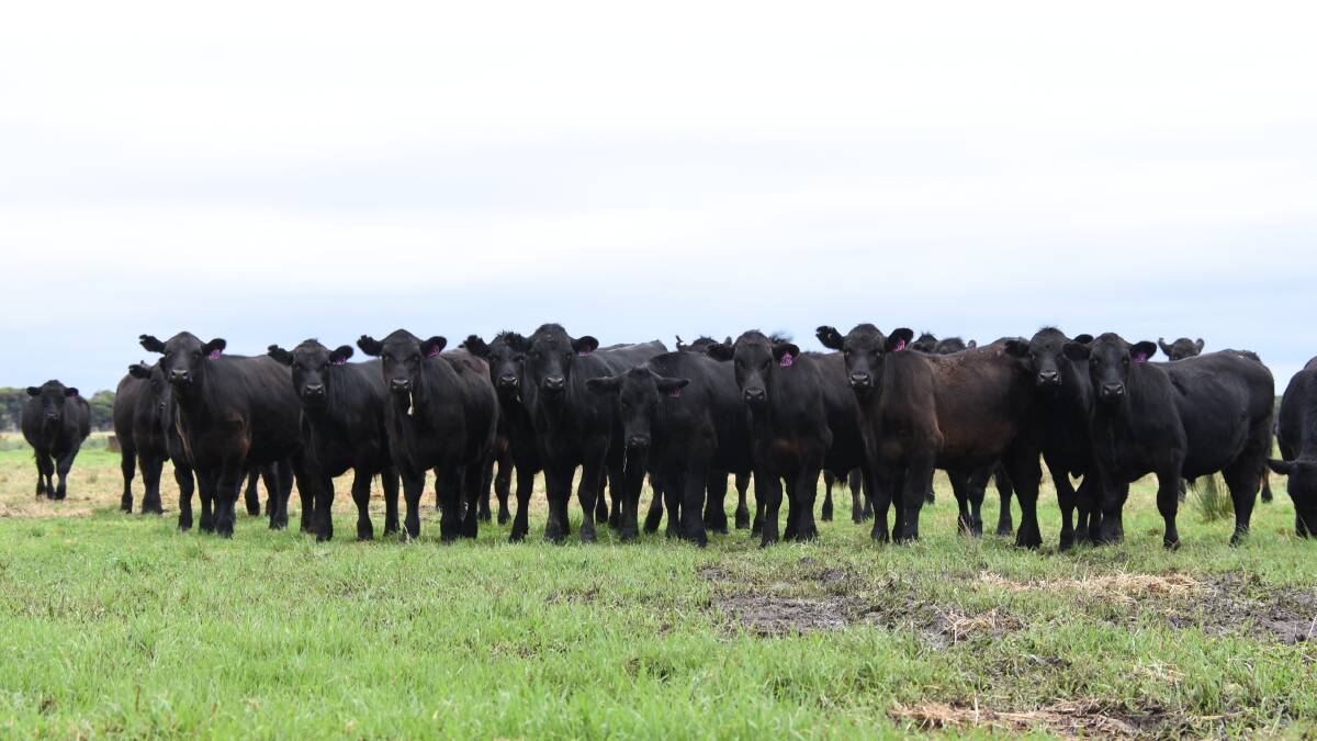 Alcoa Farmlands, Wagerup and Pinjarra, will offer its first draft of weaners in the sale for the year, included in its offering will be 300 Angus steers.