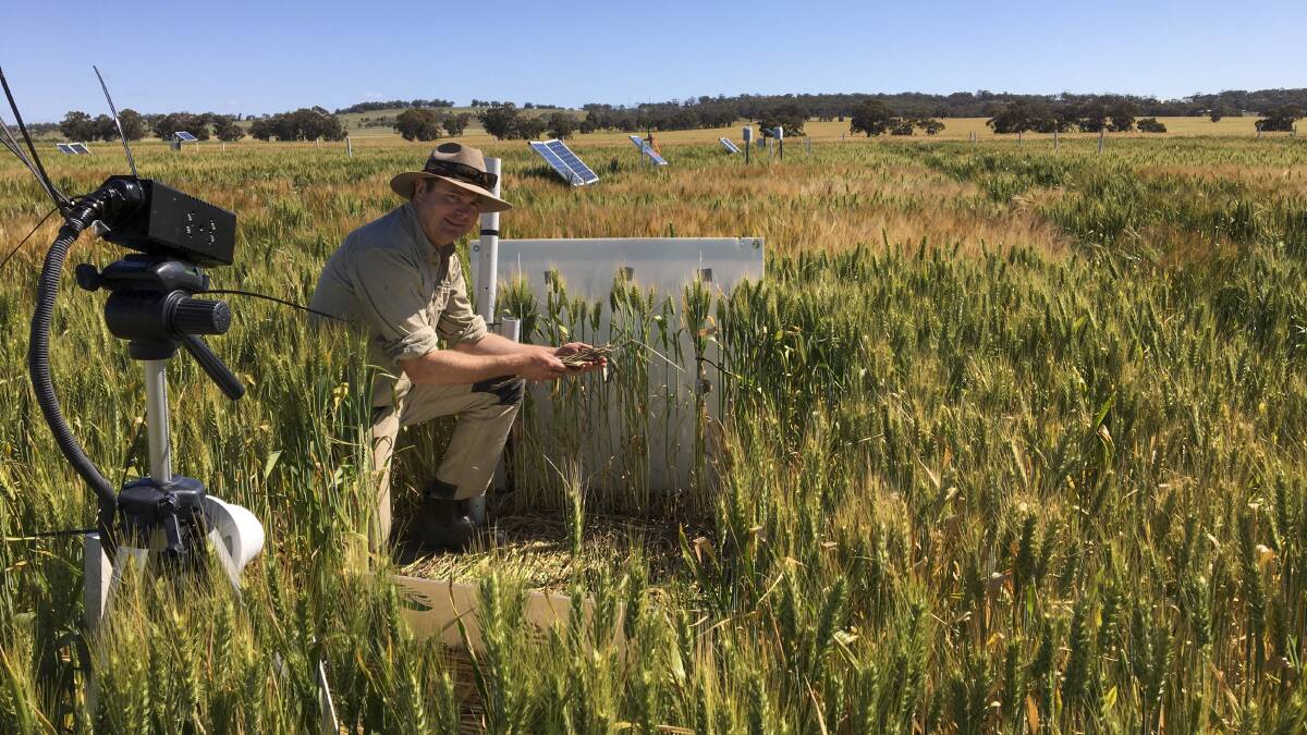 DPIRD research scientist Ben Biddulph uses a thermal camera to inspect crop residues at the Dale research site, as part of a trial to confirm frost damage at warmer temperatures in crops associated with stubble retention.