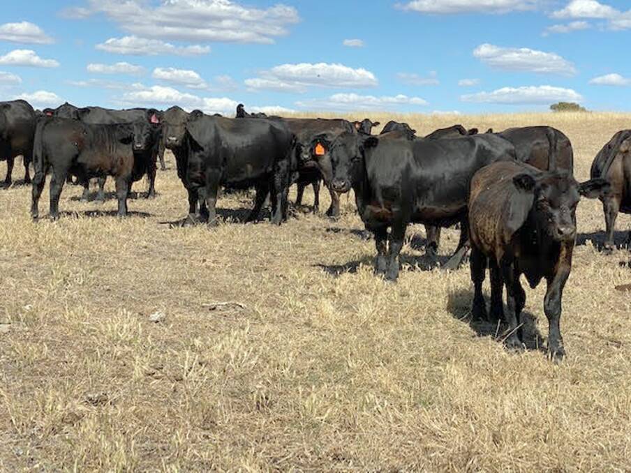 The Scott family, Silverlands Stud Farm, Bridgetown, will be one of the biggest vendors in the Nutrien Livestock Boyanup store sale on Friday, January 8, when they offer their first draft of Angus calves for the season. The Scotts will offer 70 steers and 45 heifers from their large herd of about 500 breeders.