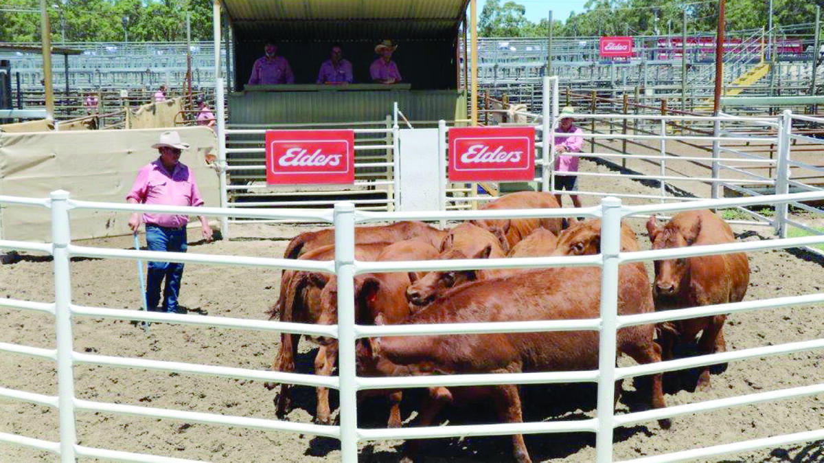 The $1900 top-priced unmated Red Angus heifers in the sale ring offered by Biljedup Pty Ltd and purchased by GF Dennis & Co, Anniebrook.