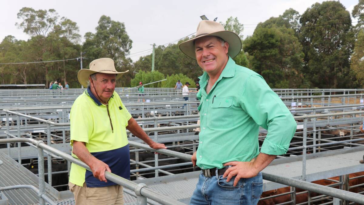  John Higgins (left), Donnybrook, caught up with Nutrien Livestock Waroona agent Richard Pollock before the Boyanup sale. Richard again was among the volume buyers on the day.