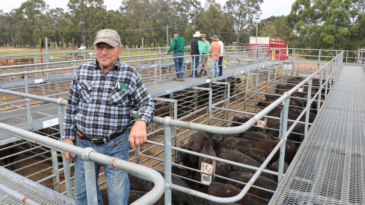 Ralph Maiolo, Coolup, checked his weaners before the sale at Boyanup. The Maiolo family sold several pens of Angus calves to a top of $1817.