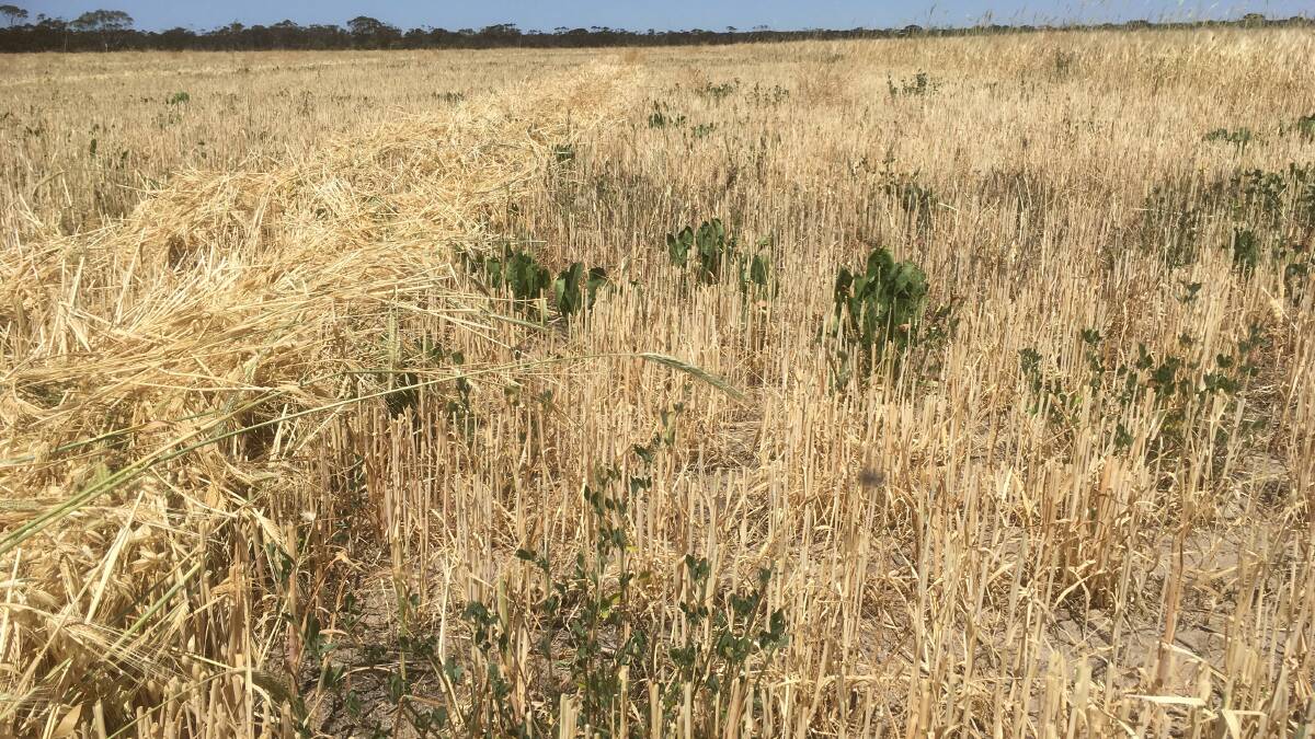 A swathed multi-species grain crop at Hollands Track Farm, Newdegate, showing perennial pasture underneath.