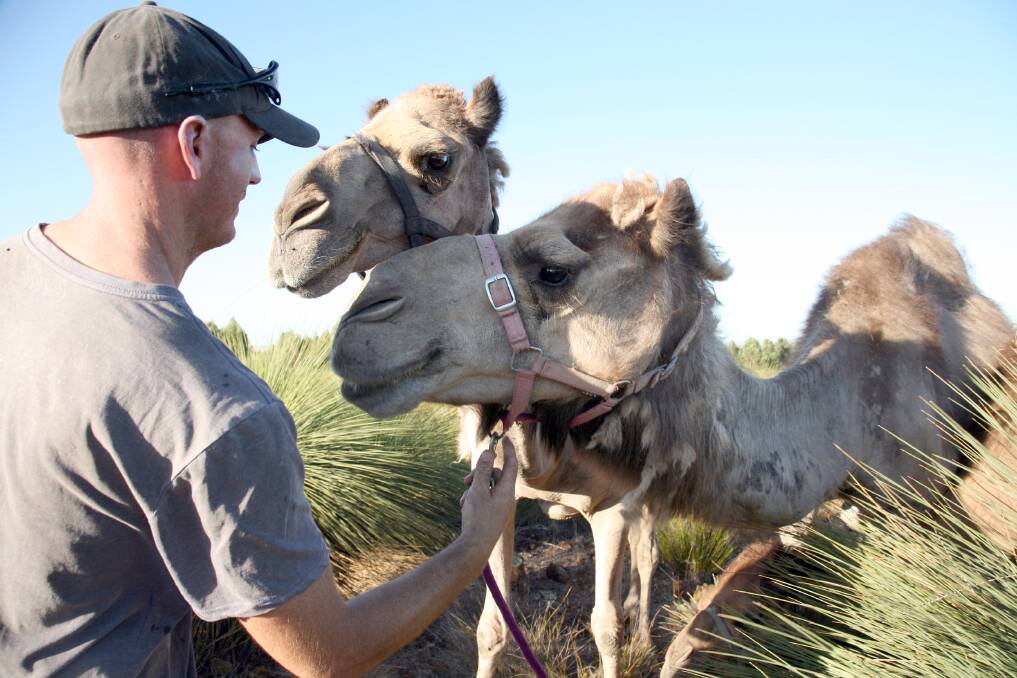  Stephen Geppert found a way to capitalise on instead of cull camels, which are a declared pest in WA.